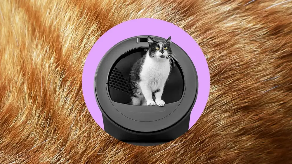 Robô de areia com IA detecta troca de identidade entre gatos