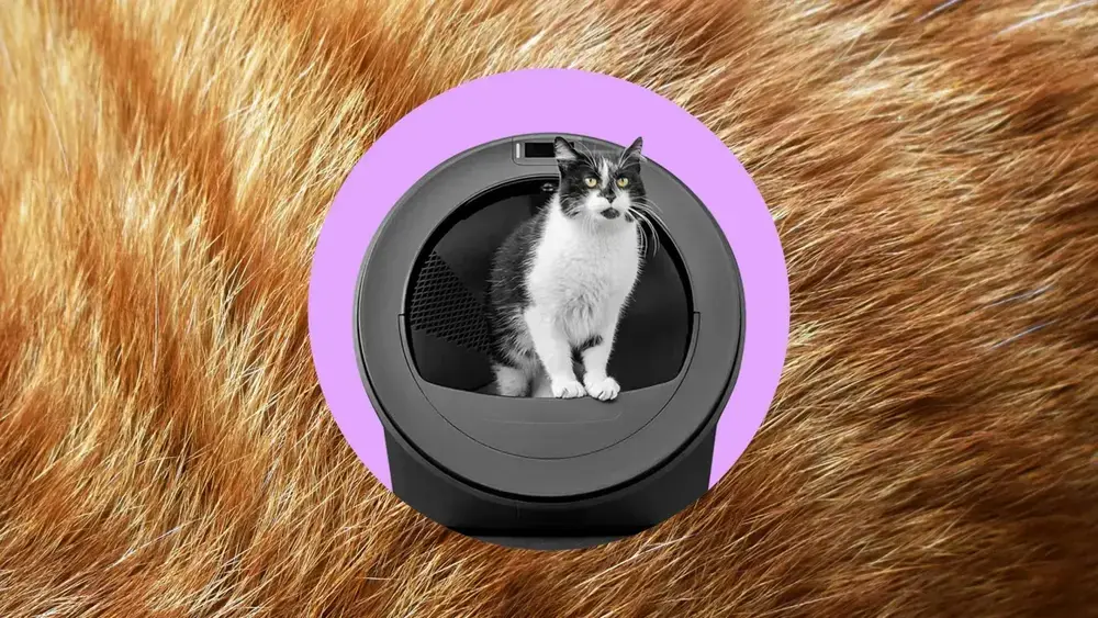 Robô de areia com IA detecta troca de identidade entre gatos